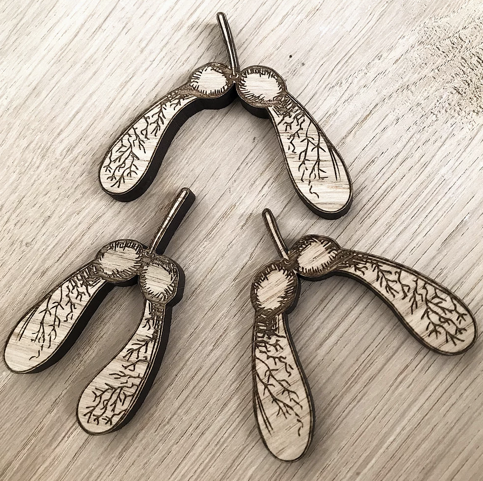 Sycamore Seeds (Set of 3)