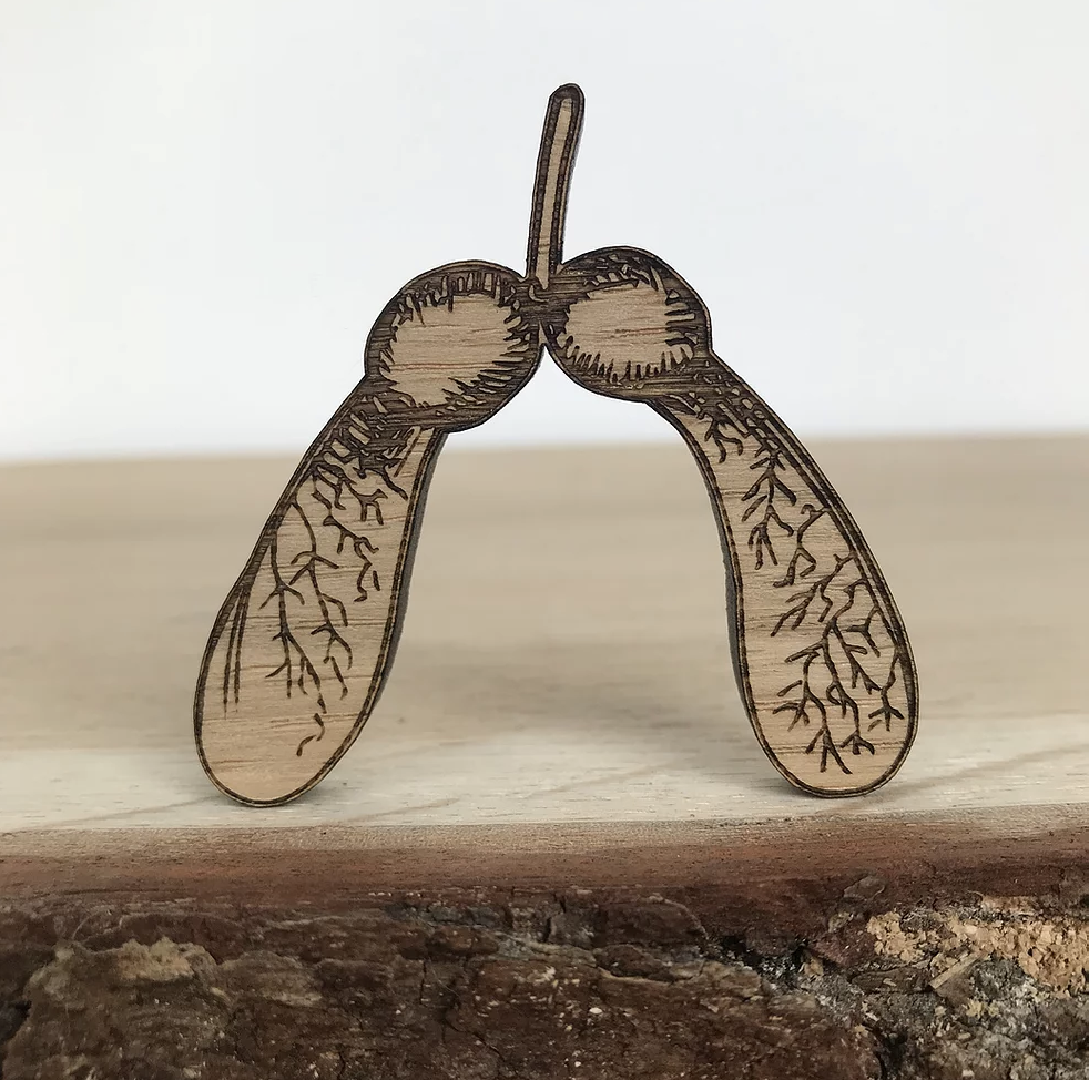 Sycamore Seeds (Set of 3)